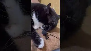 Purring Cat sound for Relaxation. Cute Cat purring. Relaxing video for sleep #purr #purring #relax