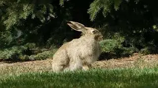 Can Rabbits and Dogs Be Friends? A Guide to Interspecies Bonding