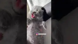 Kitty cats Yawning with sound effects | funny cats Yawning compilation