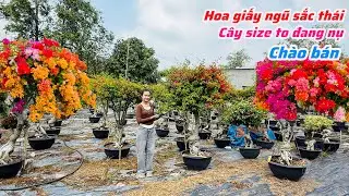 Hoa giấy ngũ sắc thái size cây to tàn đặc chào bán..19/01😘📲 0776.731.731.Huỳnh-Như 
