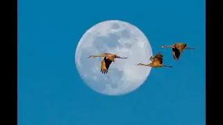 Wintering Cranes at Wheeler National Wildlife Refuge