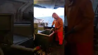 The Most Incredible Catches:Amazing Fishing #shorts #fishing #fish #fisherman #reels #fishingvideos