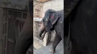Elephant in Hampi Temple 🛕 #hampi #temple #elephant #karnataka #culture #india #viral #animals #fyp