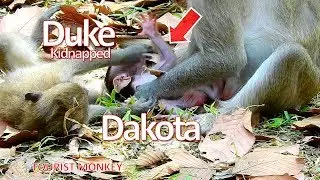 OMG Kidnapper Duke try to grab Dakota run away, Luckily Duchess help Dakota on time