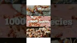 Interesting Facts about Ants #Facts #Unknownfacts #Ants #Shorts
