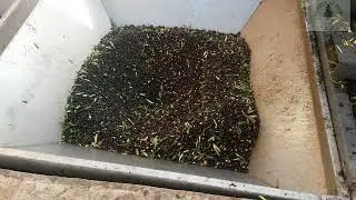 معصرة الزيتون 