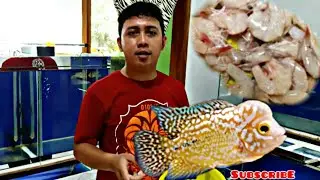 SEGUDANG MANFAAT UDANG UNTUK PERKEMBANGAN LOUHAN DARI BURAYAK HINGGA DEWASA