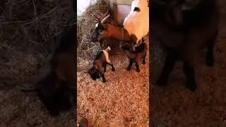 Capra tibetana e sui due cuccioli