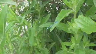 Blue Damselfly and Blue Tailed Damselfly at Sandwell Valley.