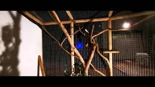 Macaw monkey   aviary | d i y  Massive avairy Parrot enclosure Monkey enclosure