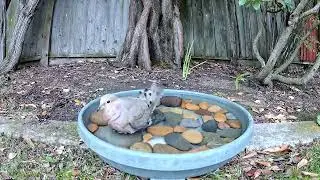 Mourning Dove so relaxed, doing two long wing stretches