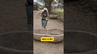 बकरा या बैल #funny #comedy #thetharpuns #shilpisaroja