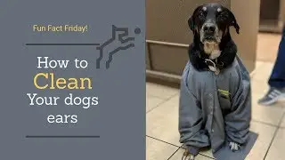 How to clean your dogs ears!!