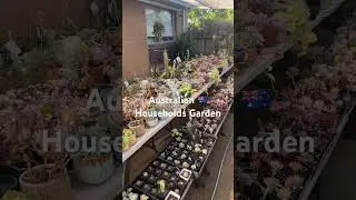 Australian House Hold Garden #australia