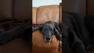 It's a hard knock life. #swfl #dogs #weimador