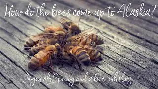 How Do The Bees Come To Alaska? I Signs of Spring and a bee-ish vlog