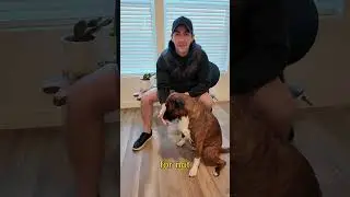 How to teach your dog leave it. #dogtraining #puppytraining #dogtrainingtips  #dogtrainer