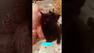 Cute Animals 😸 funny cats talking 🐱 # Part 5984