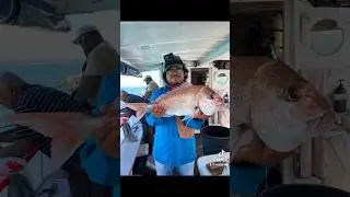 Catching a big Snapper on the Snapper Fishing Charter 🎣🛥️🐟🇳🇿🇮🇩 #fishingnz #aucklandfishing