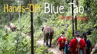 Ethical and Hands-Off Elephant Experience, Blue Tao Elephant Village Chiang Mai Thailand