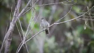 Fruxu do Cerrad&atilde;o (Neopelma pallescens)