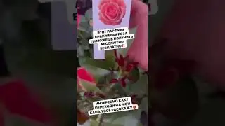 #рекомендации #siberianwellness #здоровье #парфюм #бесплатный #топ #красота #обзор