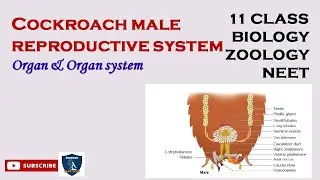 Cockroach Male Reproductive System | Organ and Organ Systems in Animals I Zoology |Class 11 | NEET