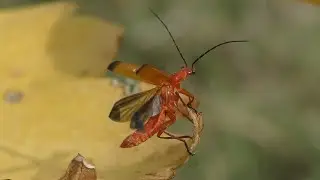 Red soldier beetle, T&eacute;l&eacute;phore fauve, (Rhagonycha fulva)