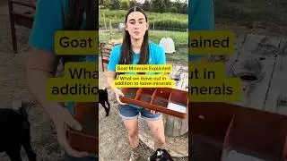 Зачем козам нужны сыпучие минералы (и что я кладу рядом с ними!)