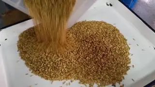 Sorting barley & wheat from oat ---- AMVT Color Sorter!