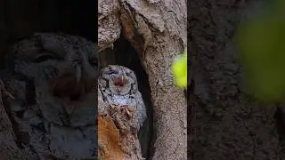 the owl Amazing Owl Sound  #highlights  #shorts​ #animals #owl #owls #owlcraft #vayralreels #vayrals