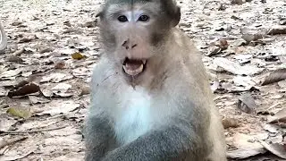 Much hurt Poor Leader monkey Achap Gets injury Seriously.