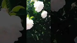 rosa blanca роза белая white roses #цветы #роза #rose #rosa #flores #flowers