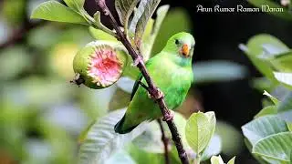 Vernal Hanging Parrot