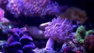 Cespitularia