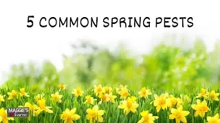 5 Common Spring Pests