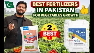 Two best fertilizer products for vegetable crops growth| Green Fields Pakistan