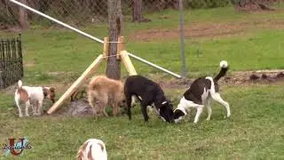 University of Doglando - Enrichment 101