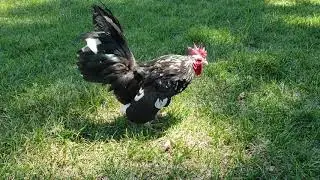 American Serama