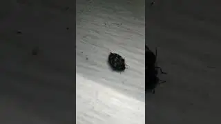 Carpet beetles can cause severe damage to bedding,clothes carpets &upholstered furniture.