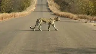 Beautiful male leopard crossing road Kruger national park