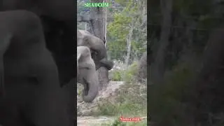 wild elephants herd #wildlife #animals #shorts #travel #elephant #shortvideo #loveelephants #safari