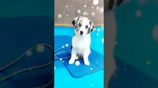 Cute blue merle aussie in action! #aussiesdoingthings #puppy
