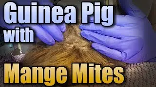 Guinea Pig with Mange Mites