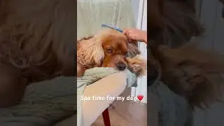 Spa time!!!❤️🐾
