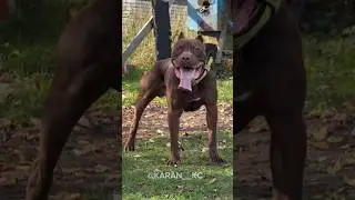 Pitbull Dog Transformation🤯☠️ #trollface #trolledit #shorts #trending