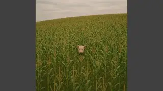 Fat Hog