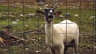 Screaming Sheep, AHHHH