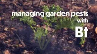 Managing Caterpillars on Fruit and Veggie Plants with Microbes (Bt) | Farm your Yard