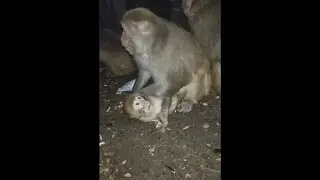 3 Day Old Tiny Orphan Baby Monkey Rescued Update On Brain Damaged Baby Vervet Forest